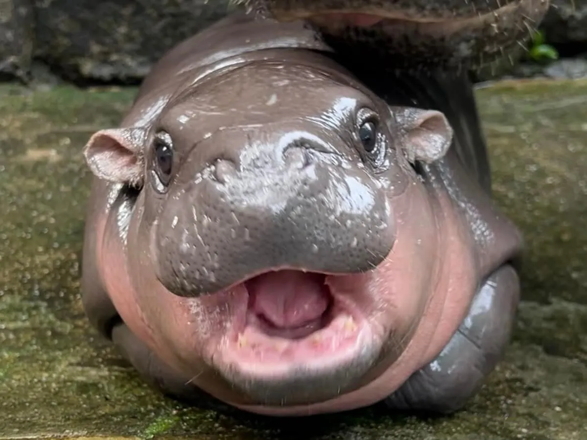 Poppy the Pygmy Hippo: Will she Replace MOO DENG?