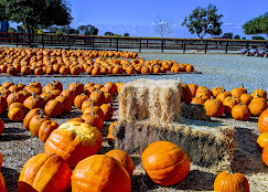 Photo from the Dell'osso farms website